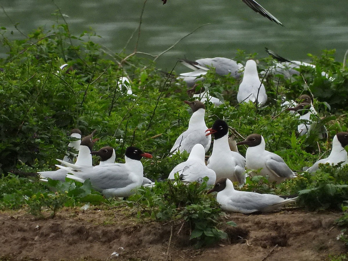 Mediterranean Gull - ML636882400