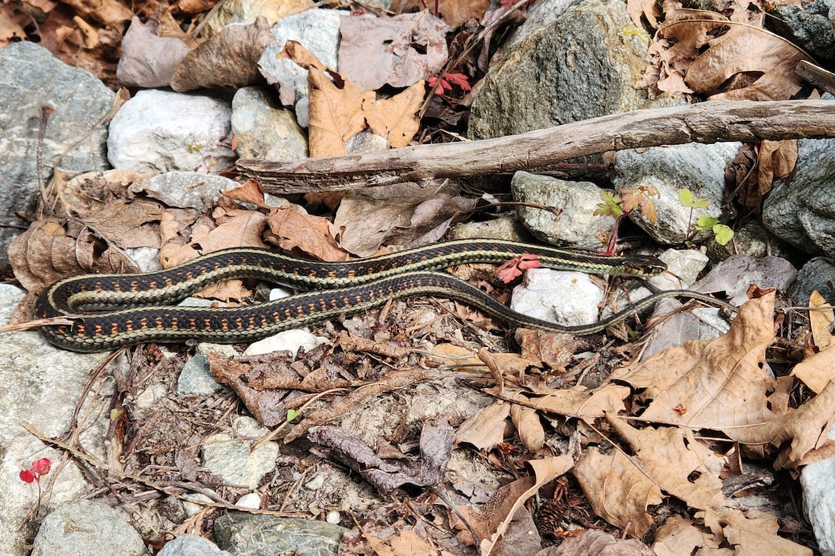 Garter Snakes - ML636882407
