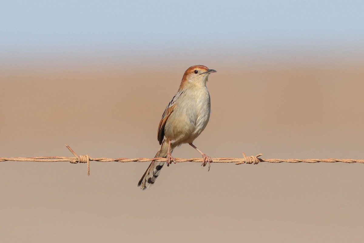Levaillant's Cisticola - ML636882446