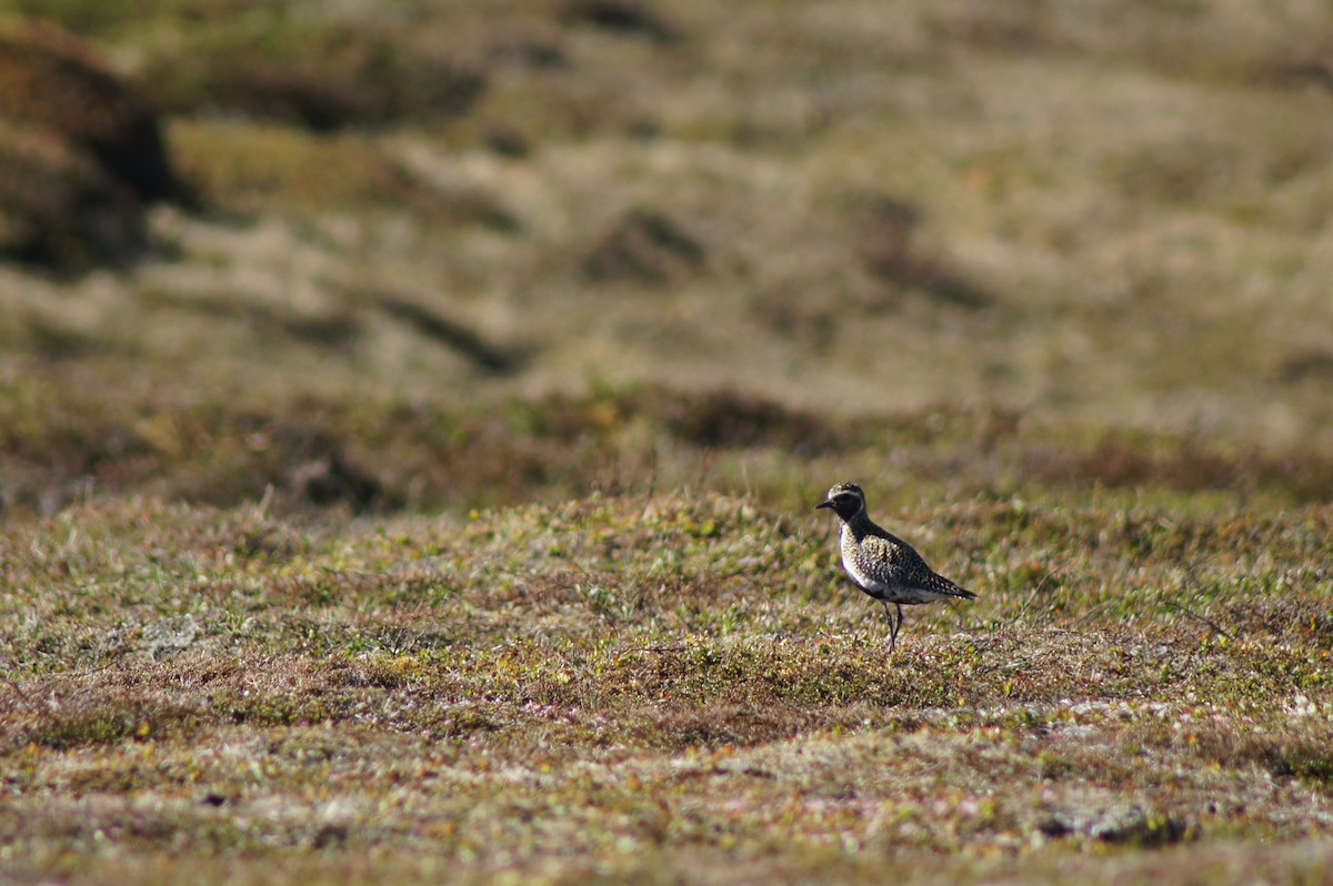European Golden-Plover - ML636882460