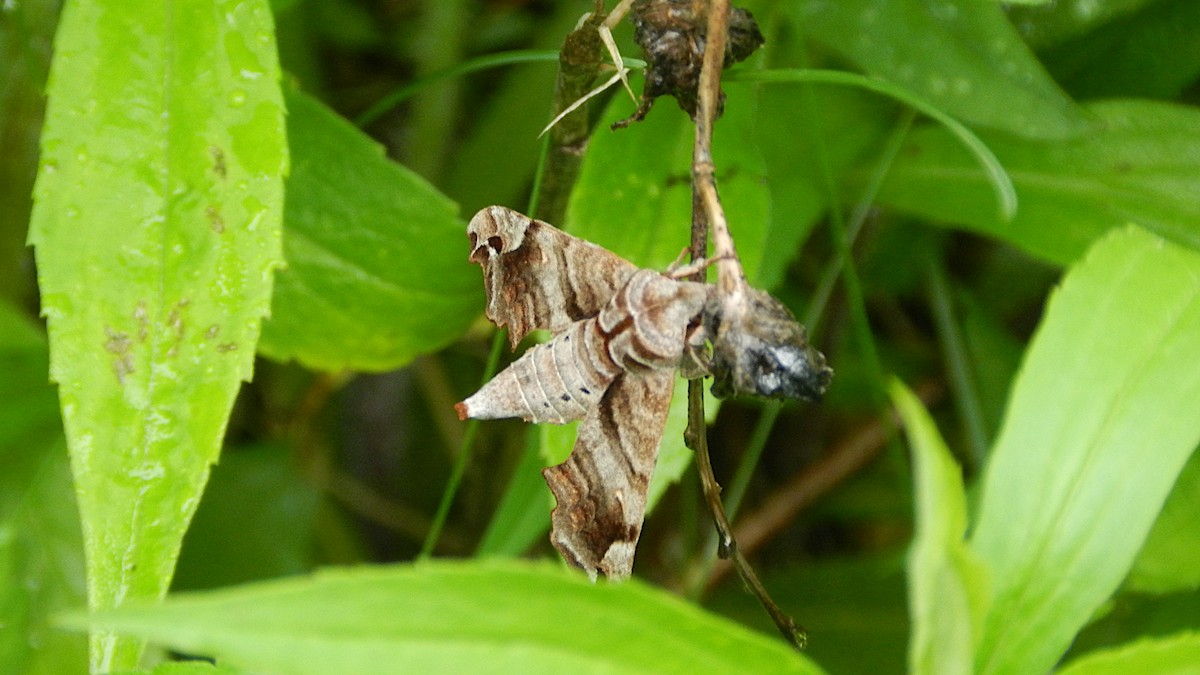 Lettered Sphinx - ML636882464