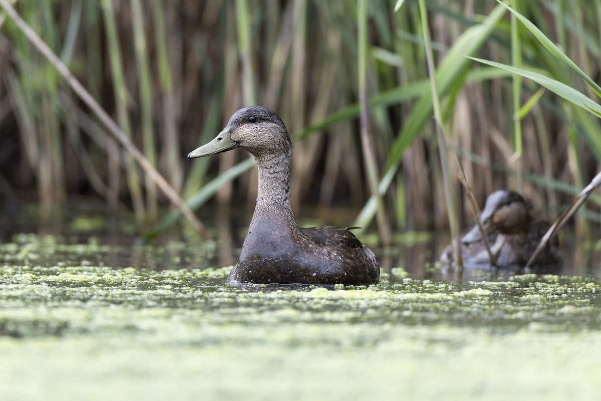 American Black Duck - ML636882494