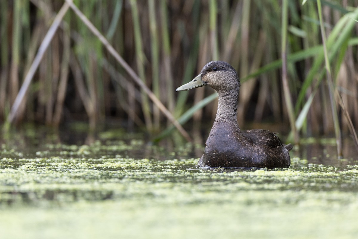 American Black Duck - ML636882495