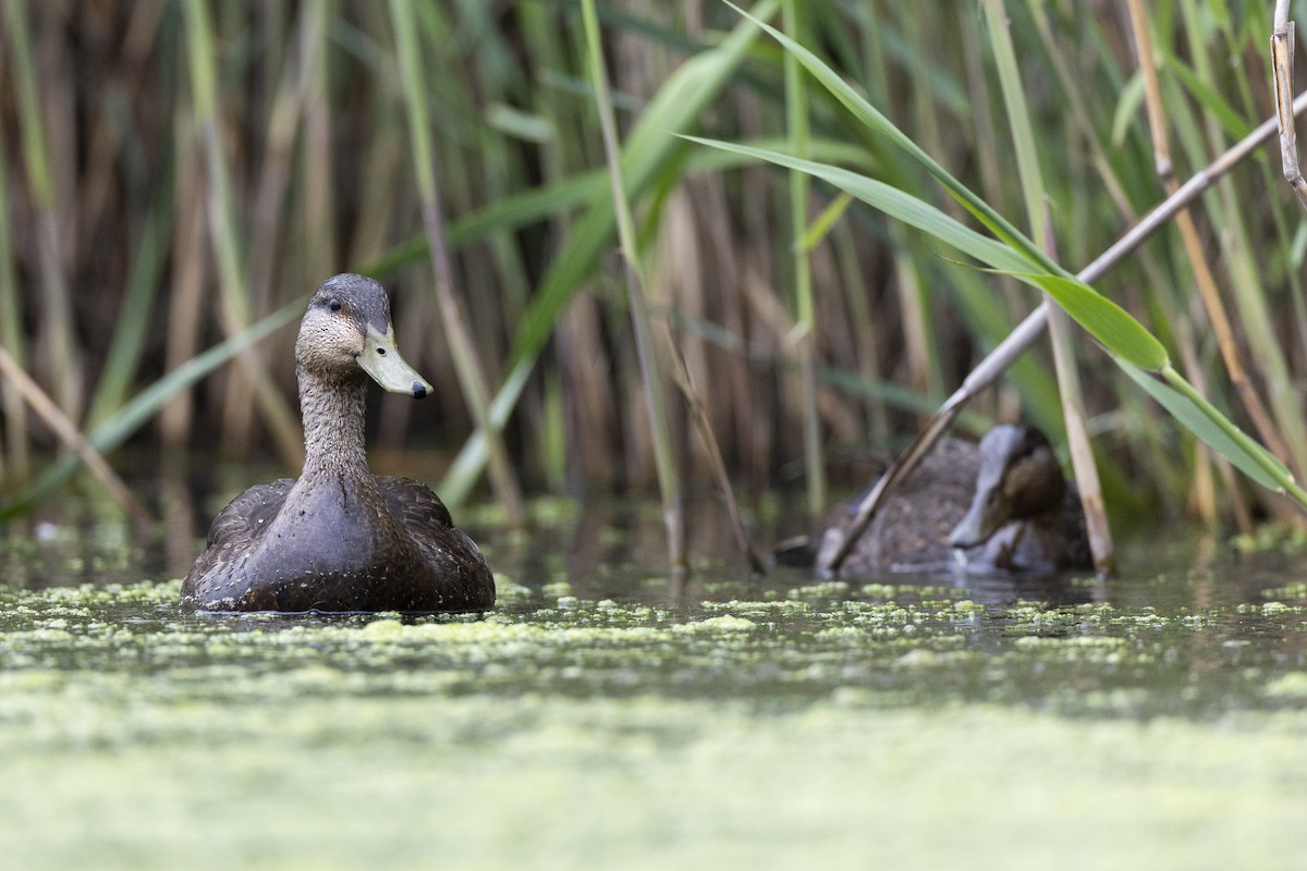 American Black Duck - ML636882497