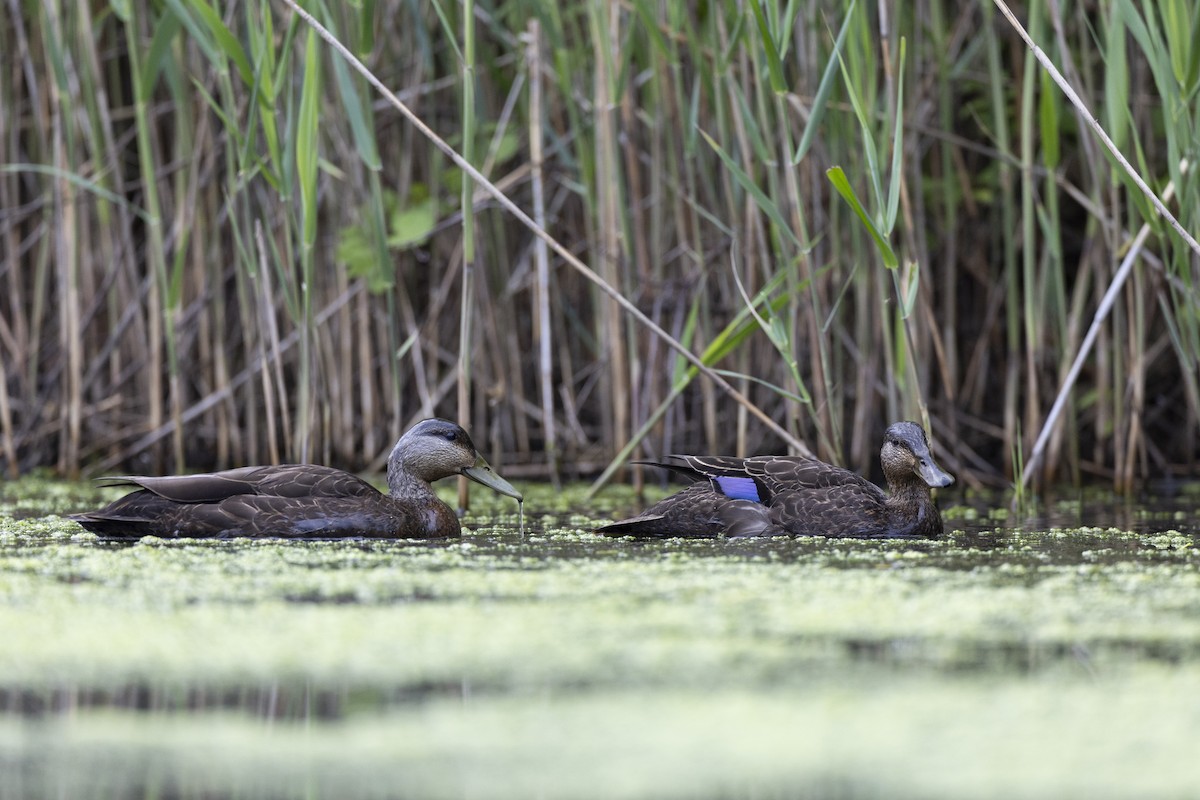 American Black Duck - ML636882498