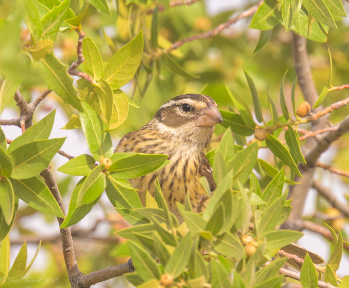 Rose-breasted Grosbeak - ML636882501