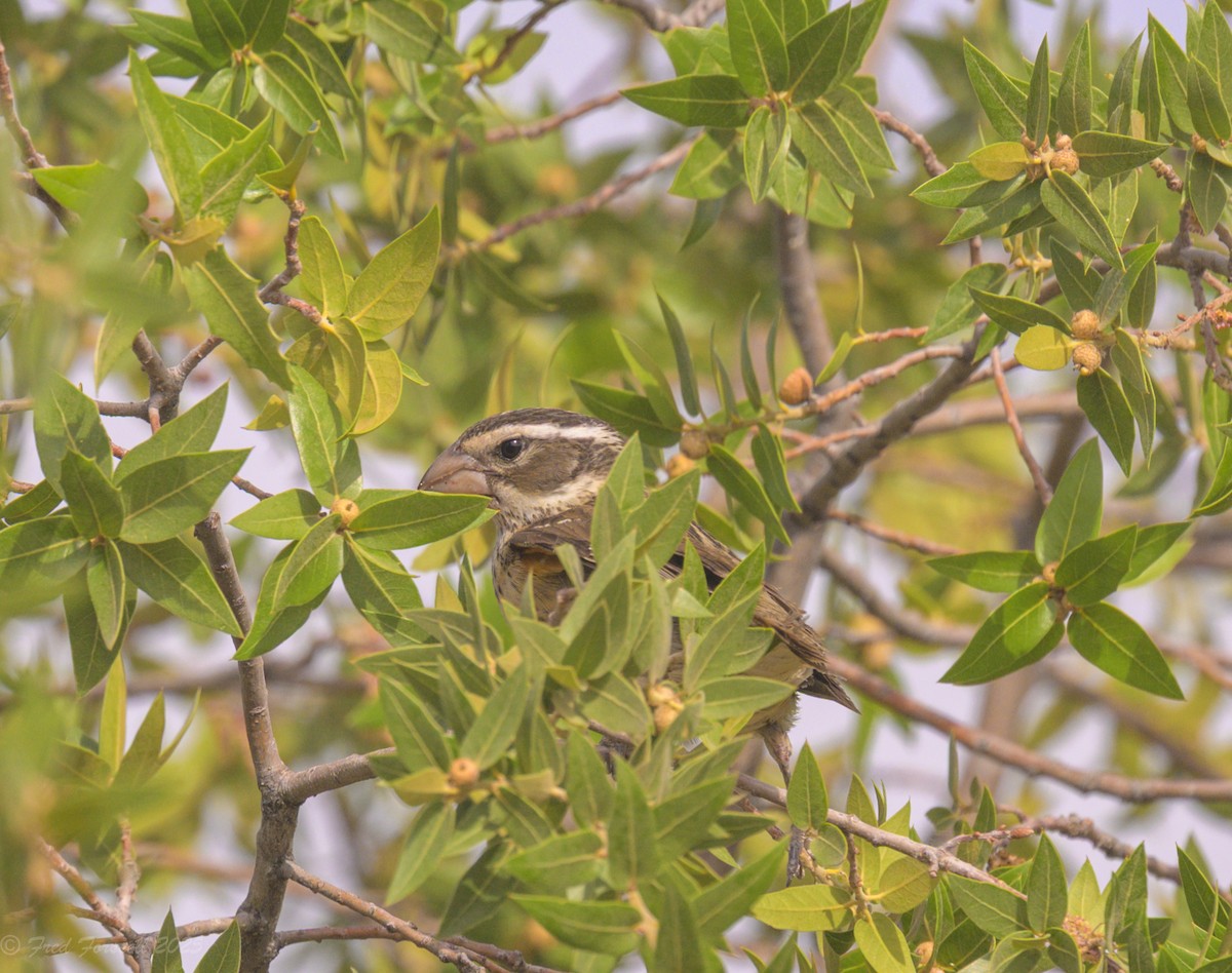 Rose-breasted Grosbeak - ML636882506