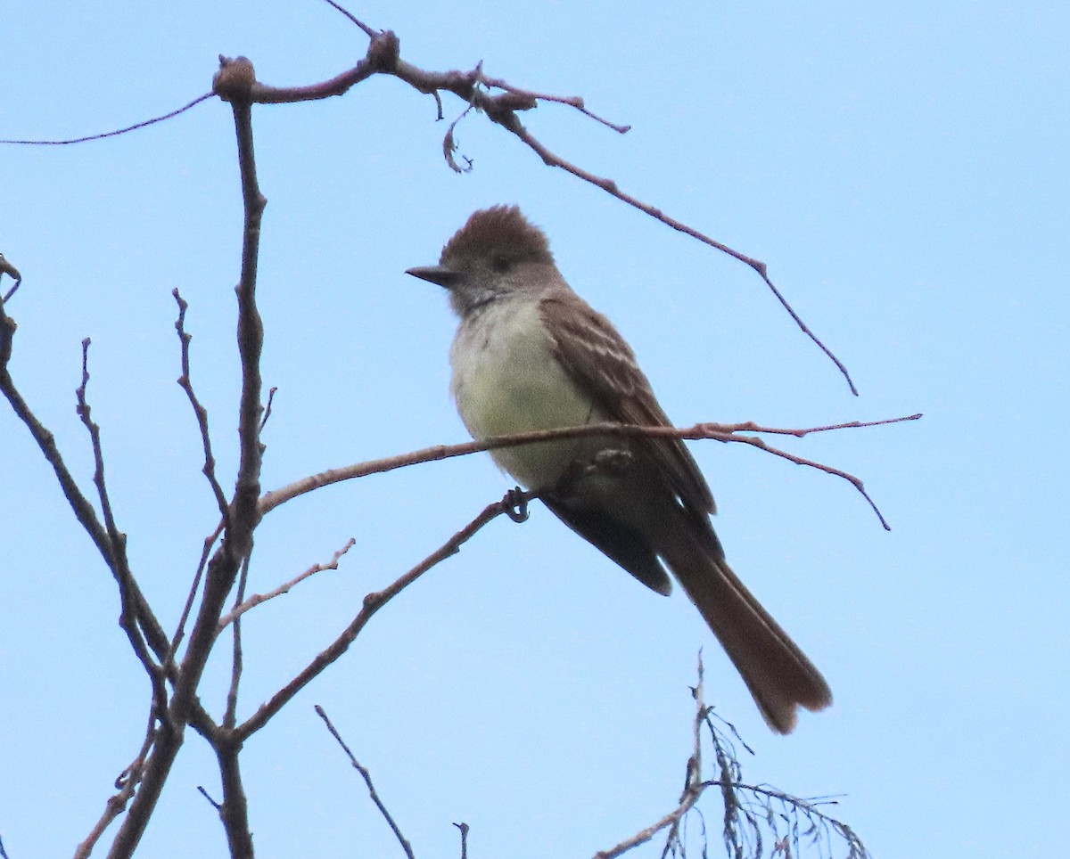 Nutting's Flycatcher - ML636882541