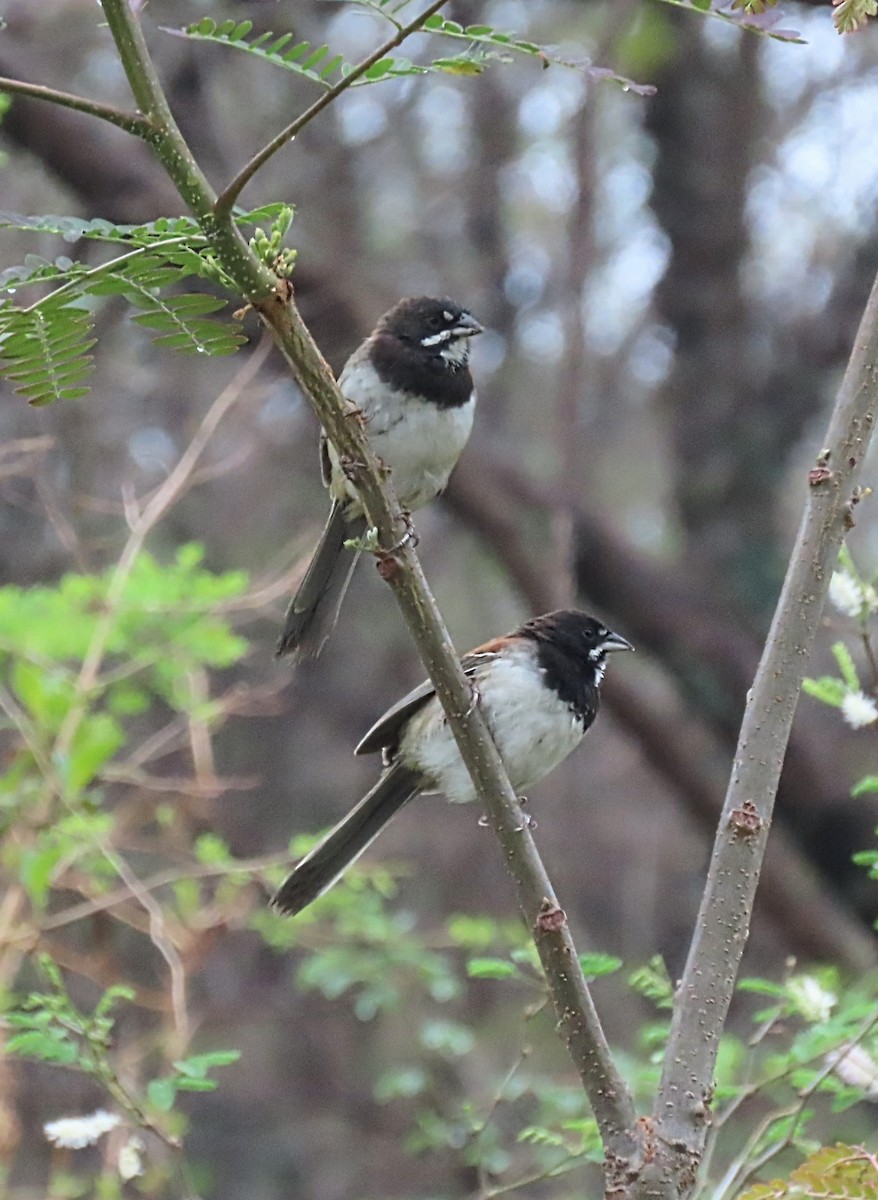 Black-chested Sparrow - ML636882582