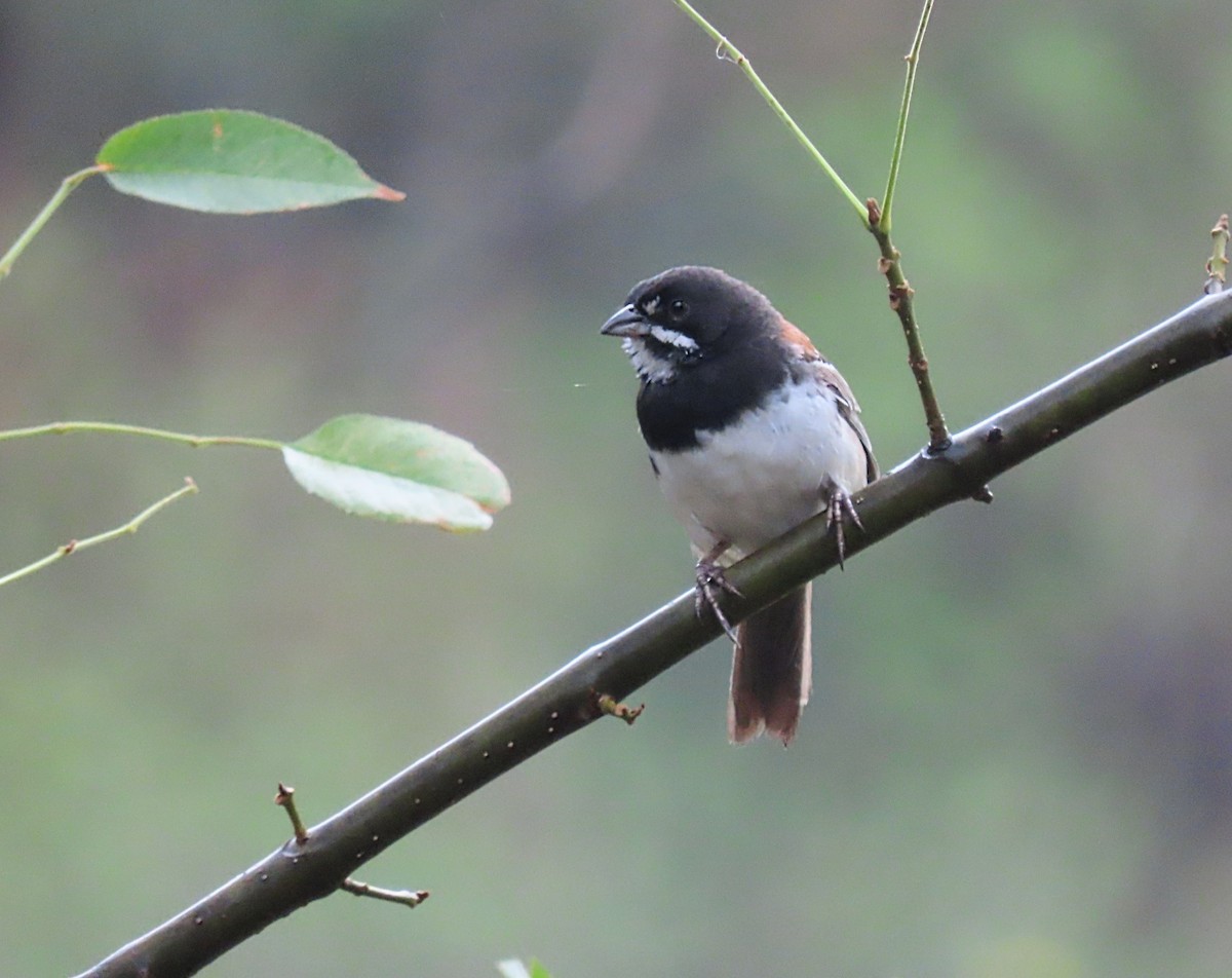 Black-chested Sparrow - ML636882583