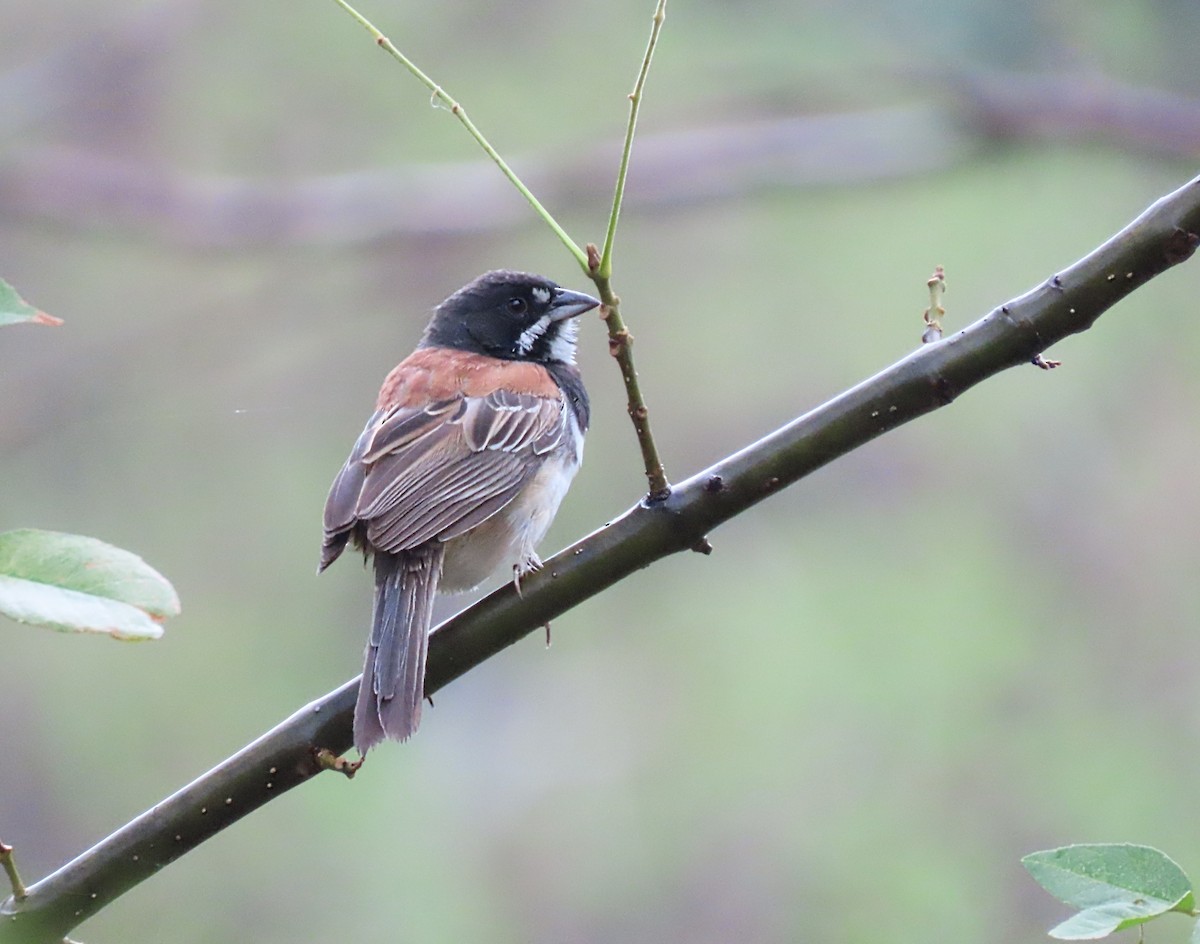 Black-chested Sparrow - ML636882584