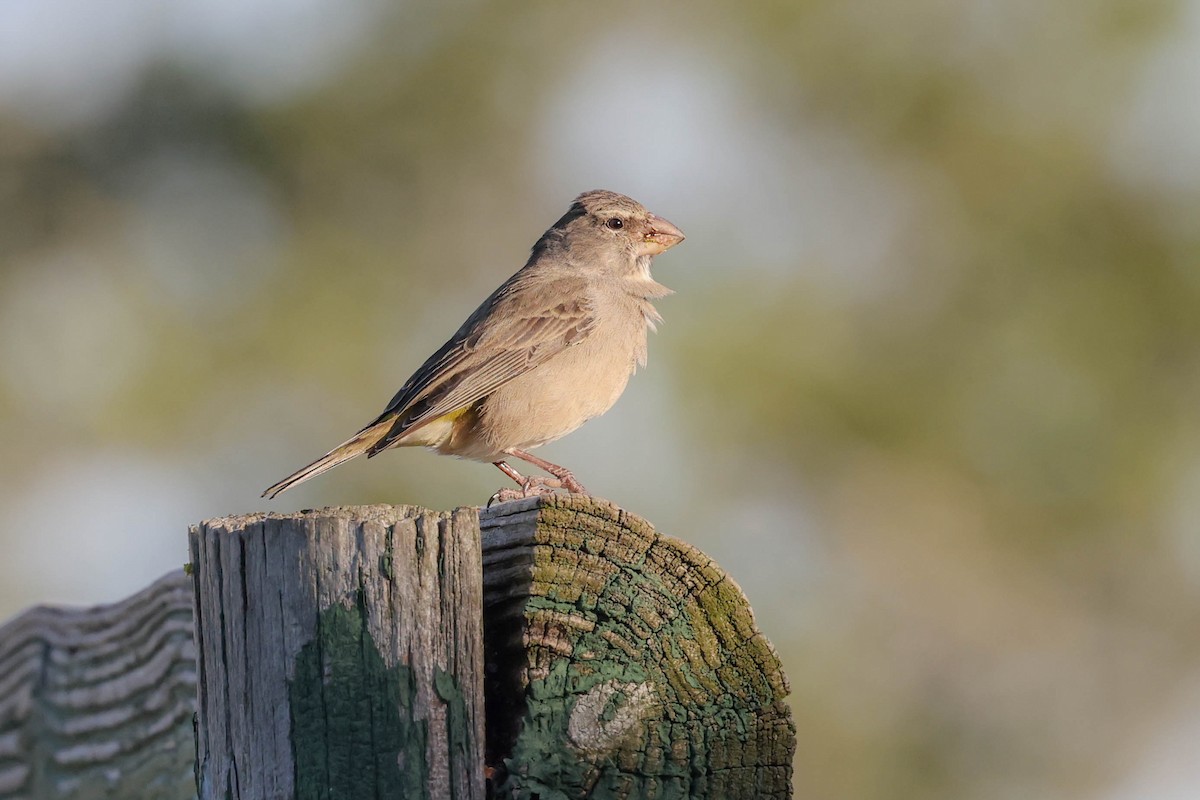 White-throated Canary - ML636882597
