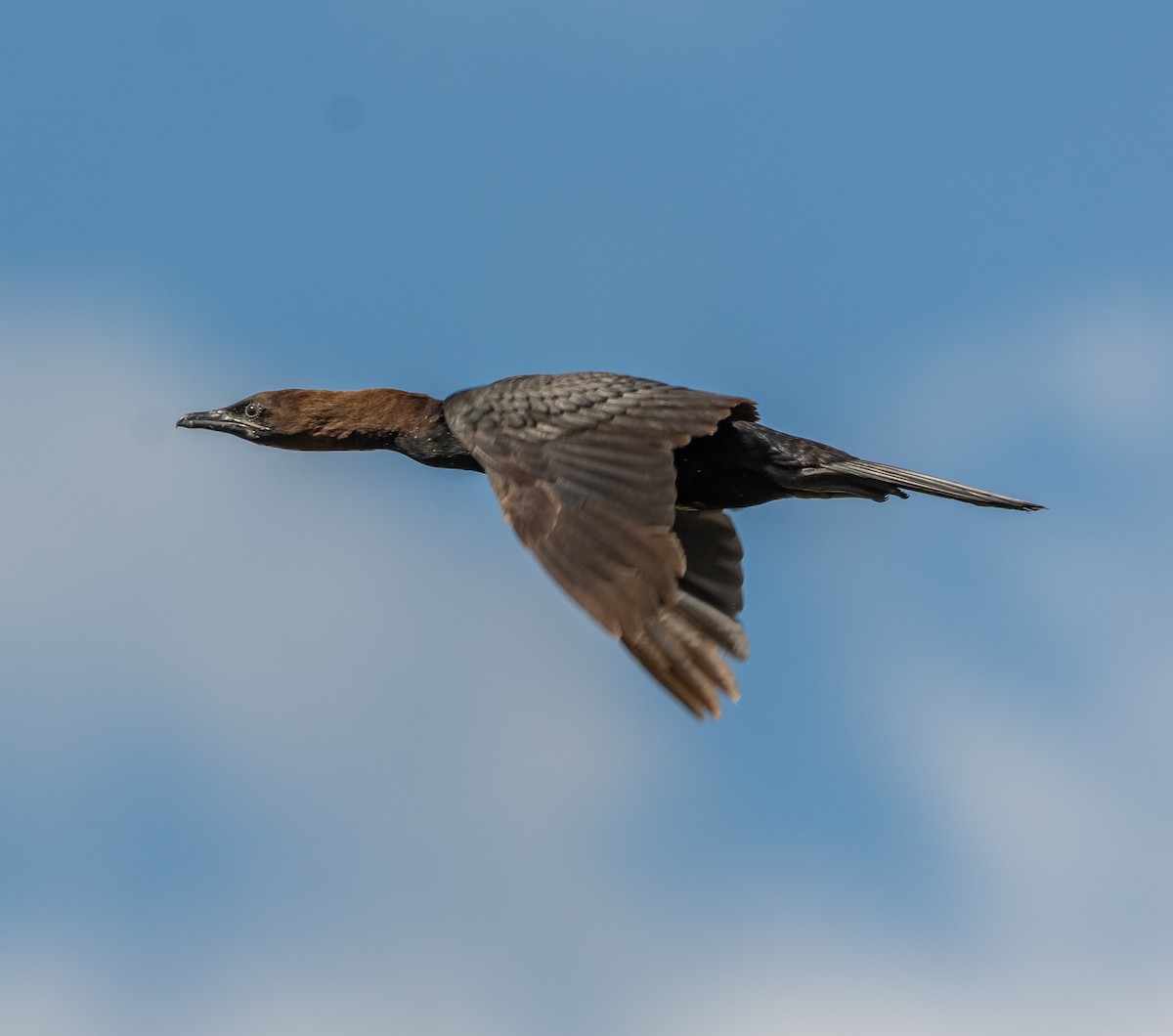 Pygmy Cormorant - ML636882641