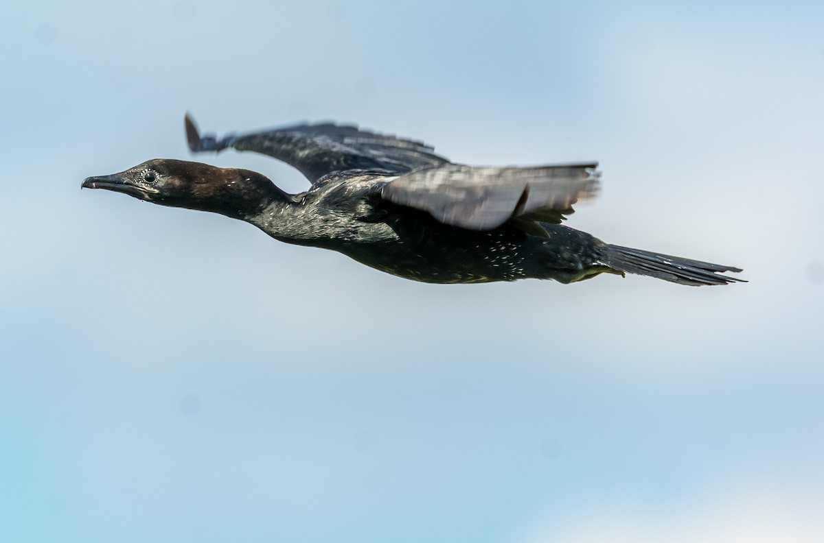 Pygmy Cormorant - ML636882644