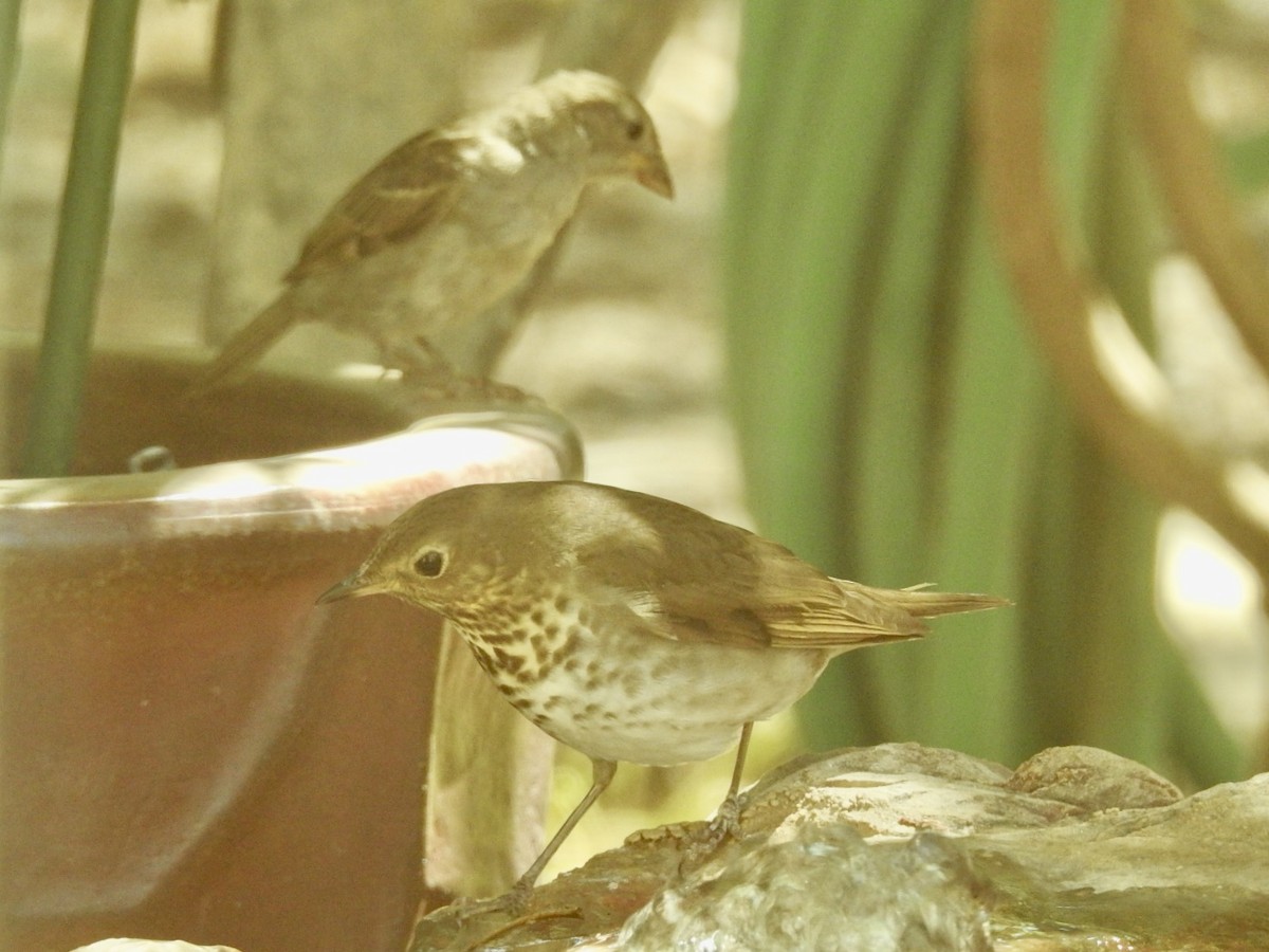 Swainson's Thrush - ML636882662