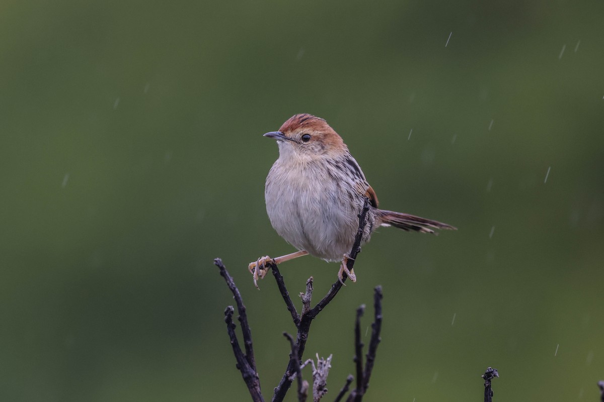 Levaillant's Cisticola - ML636882663