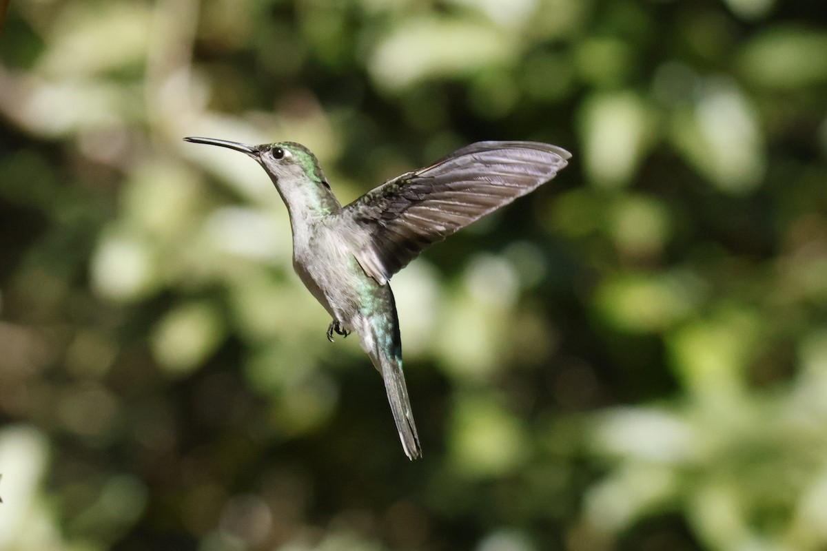Gray-breasted Sabrewing - ML636882680