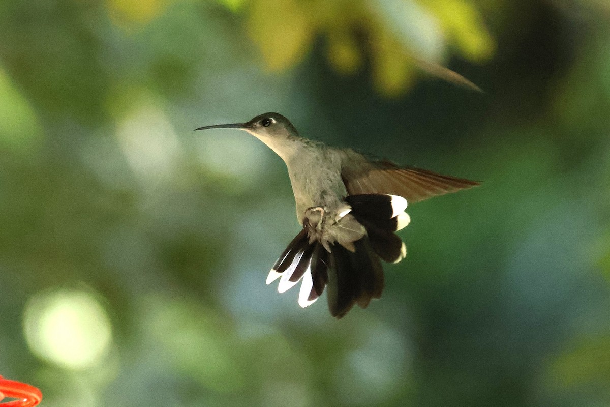 Gray-breasted Sabrewing - ML636882681