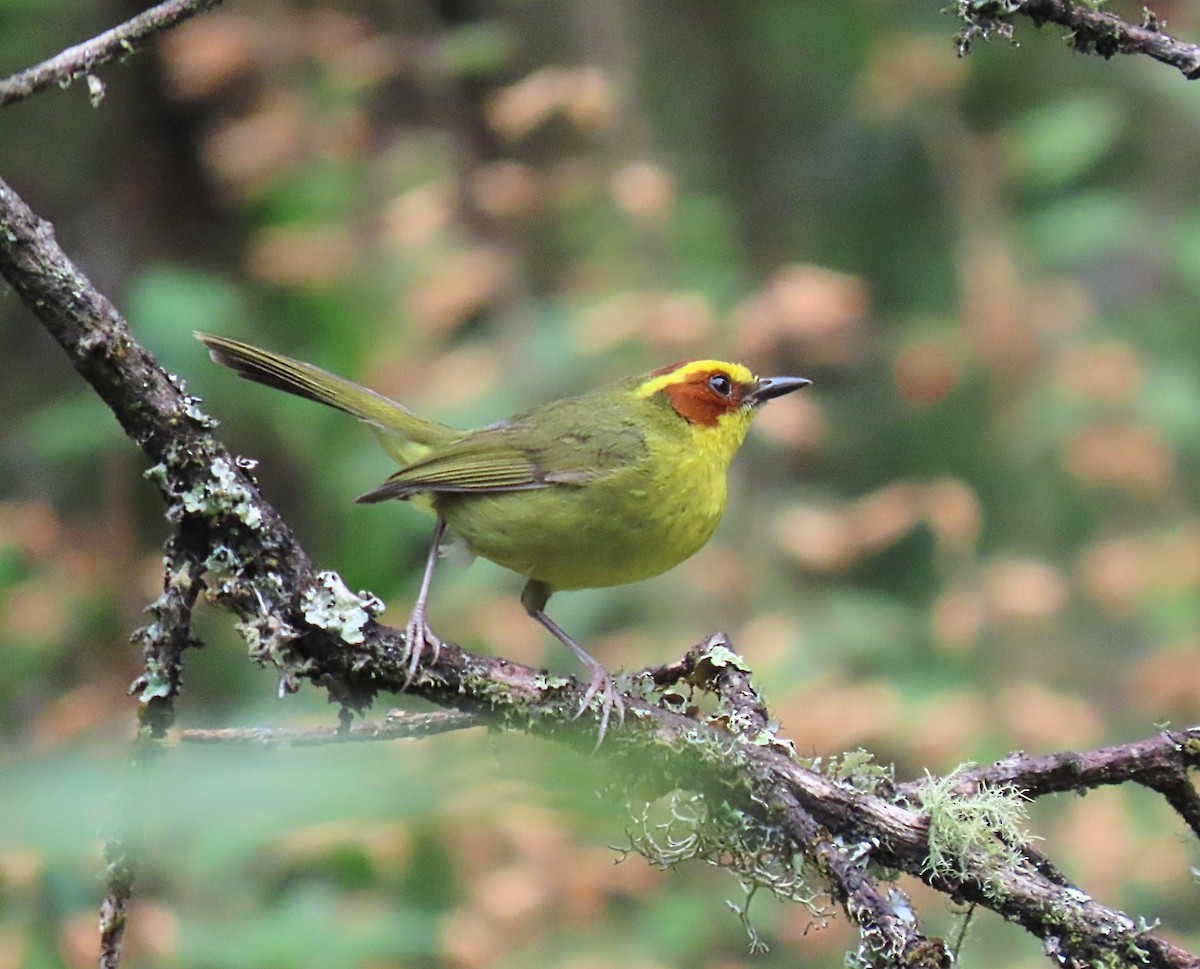 Golden-browed Warbler - ML636882960