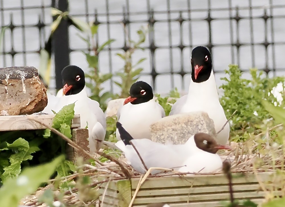 Mediterranean Gull - ML636882969