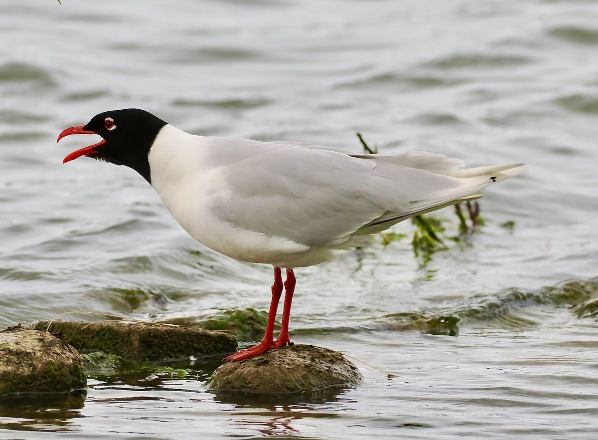 Mediterranean Gull - ML636882970