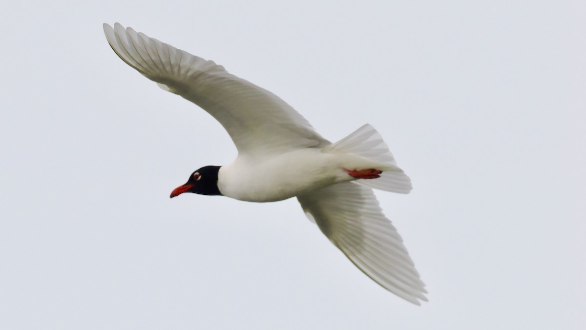 Mediterranean Gull - ML636882972