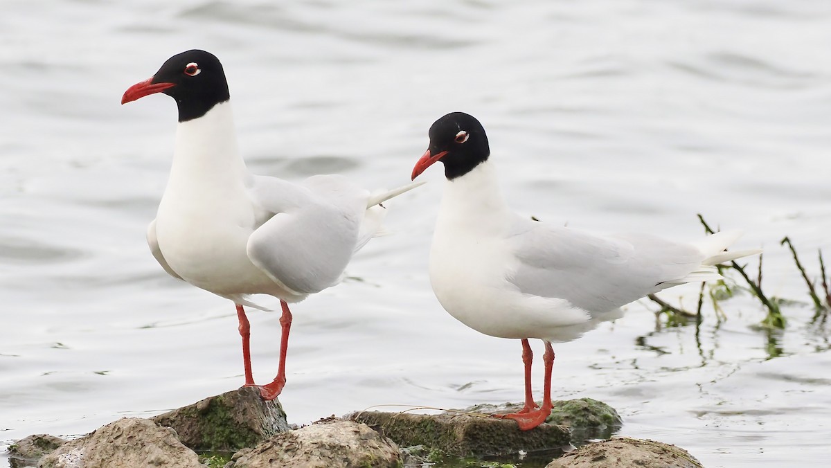 Mediterranean Gull - ML636882973