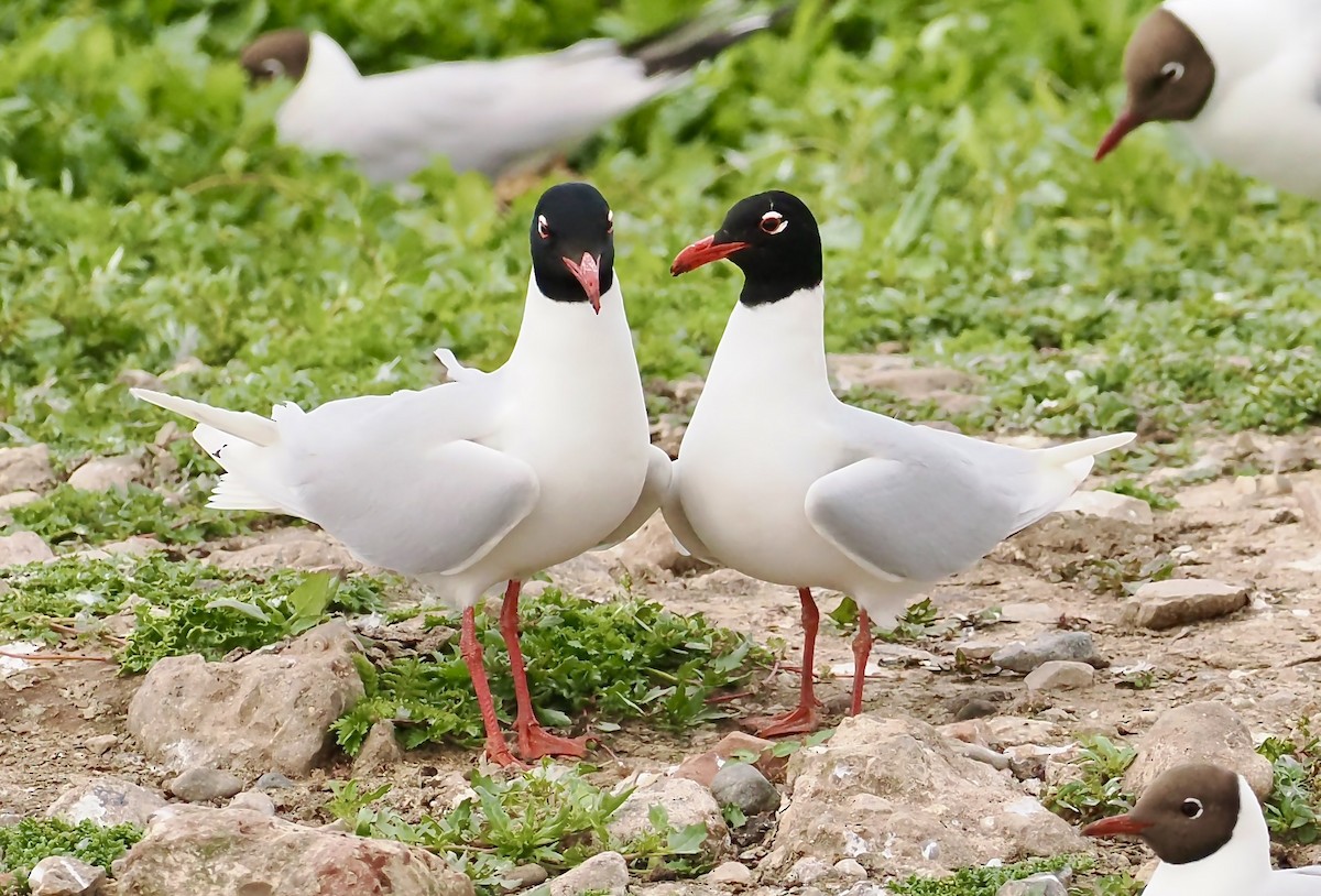 Mediterranean Gull - ML636882974