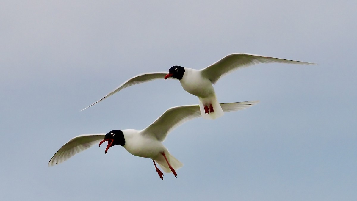 Mediterranean Gull - ML636882975