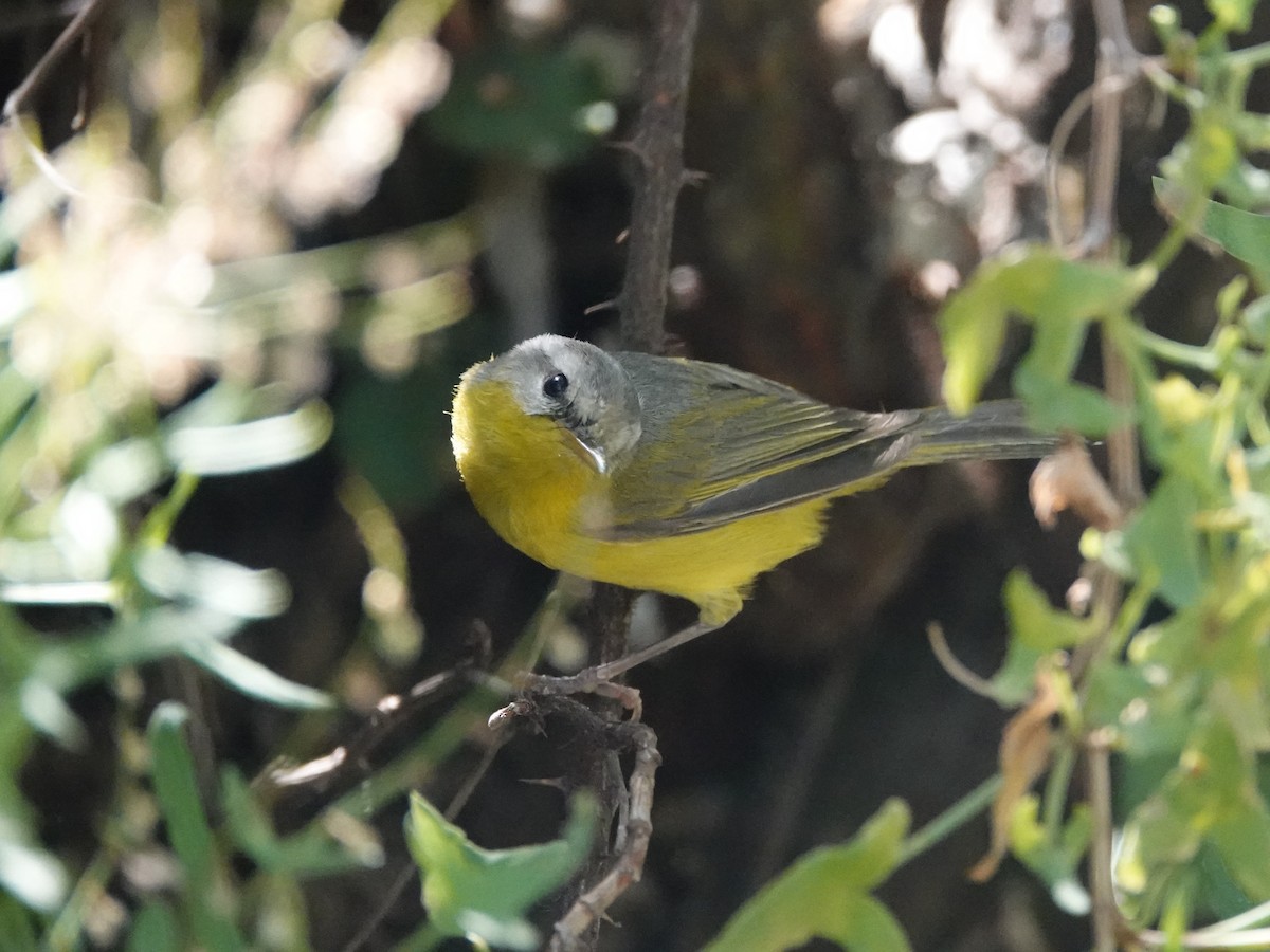 Gray-hooded Warbler - ML636883094