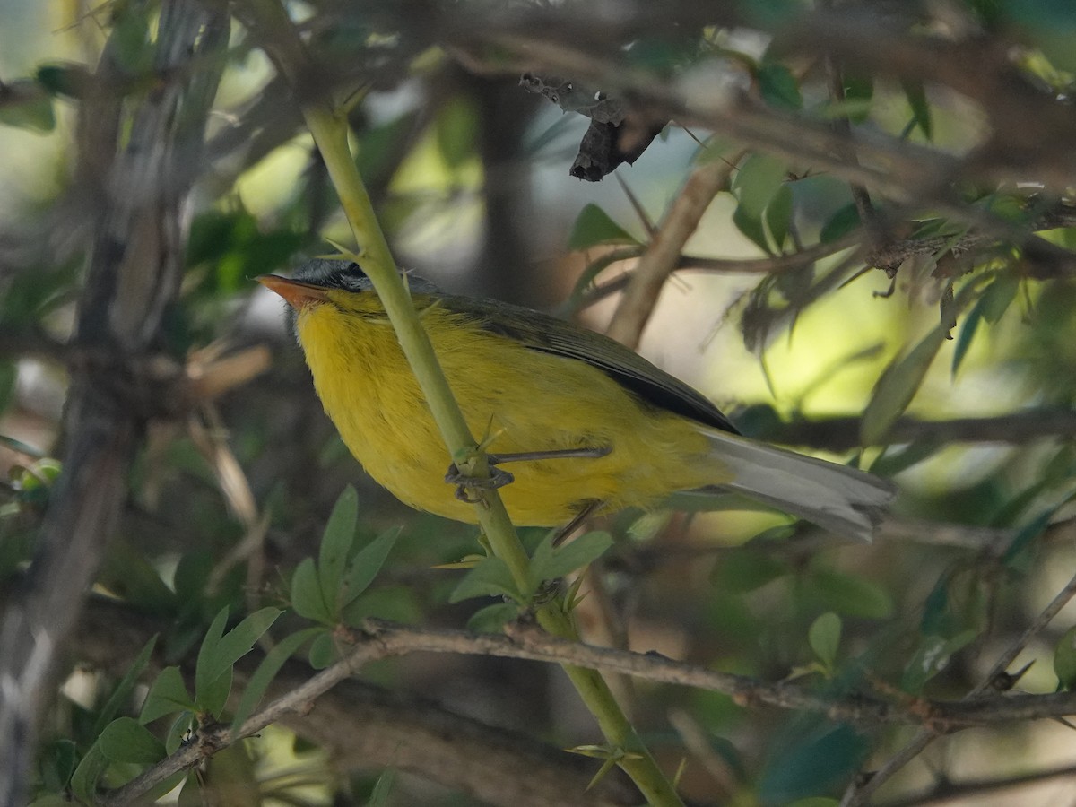 Gray-hooded Warbler - ML636883095