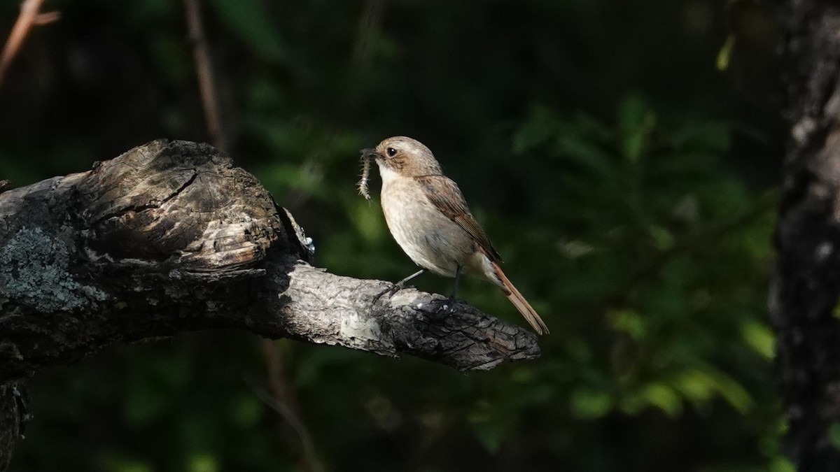 Gray Bushchat - ML636883103