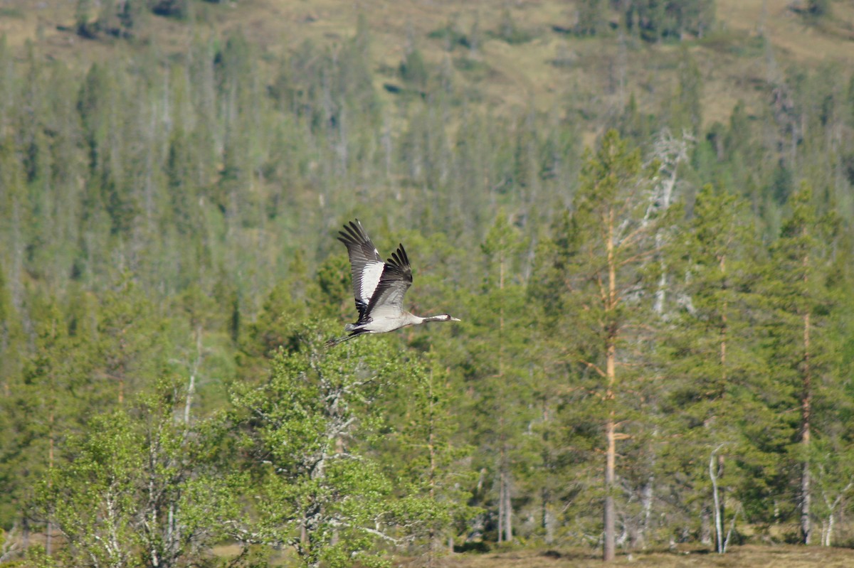 Common Crane - ML636883135