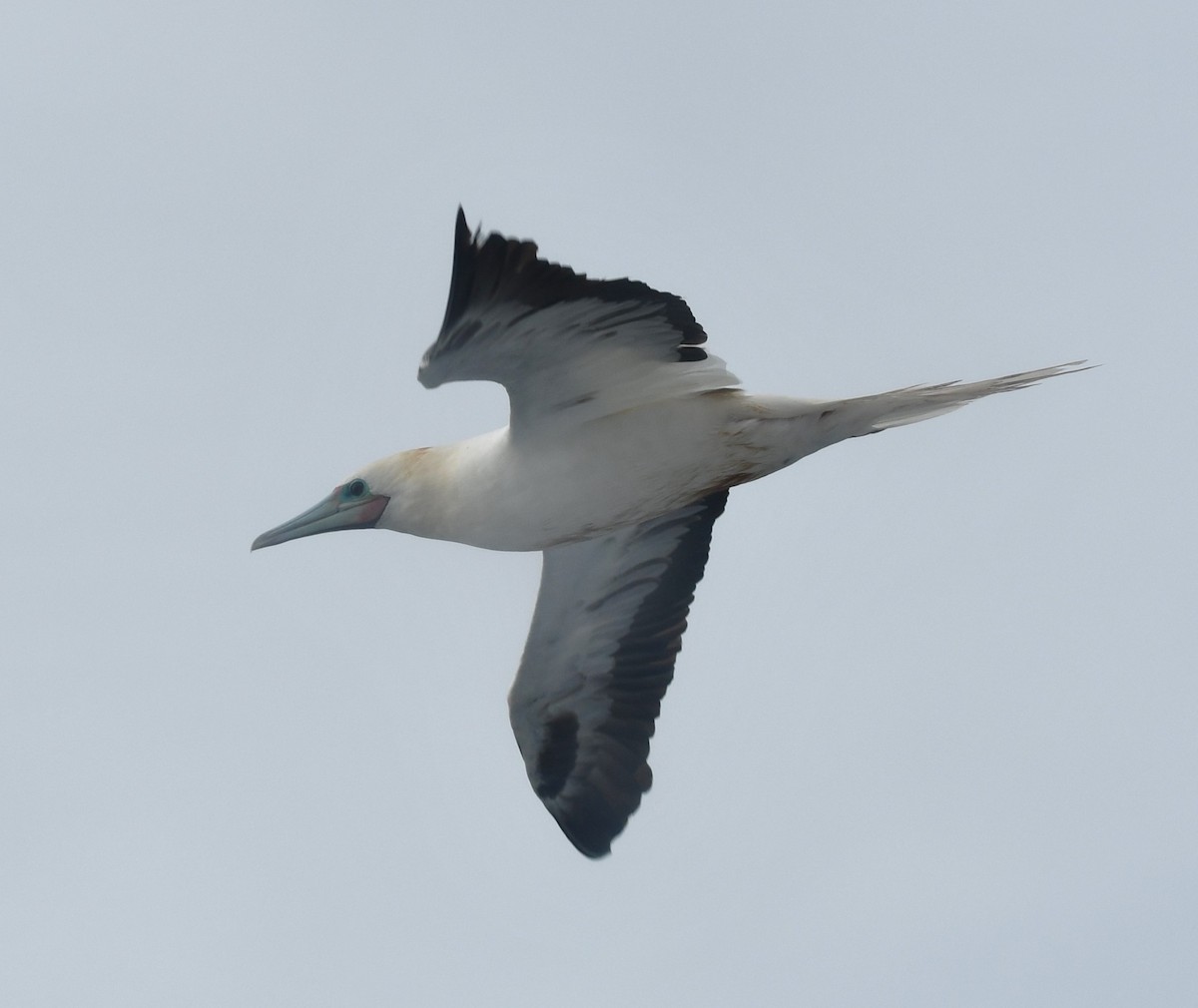 Red-footed Booby - ML636883212