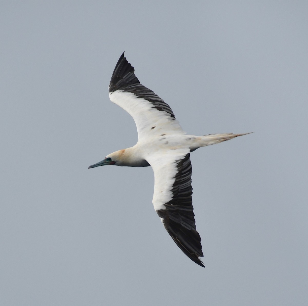 Red-footed Booby - ML636883213