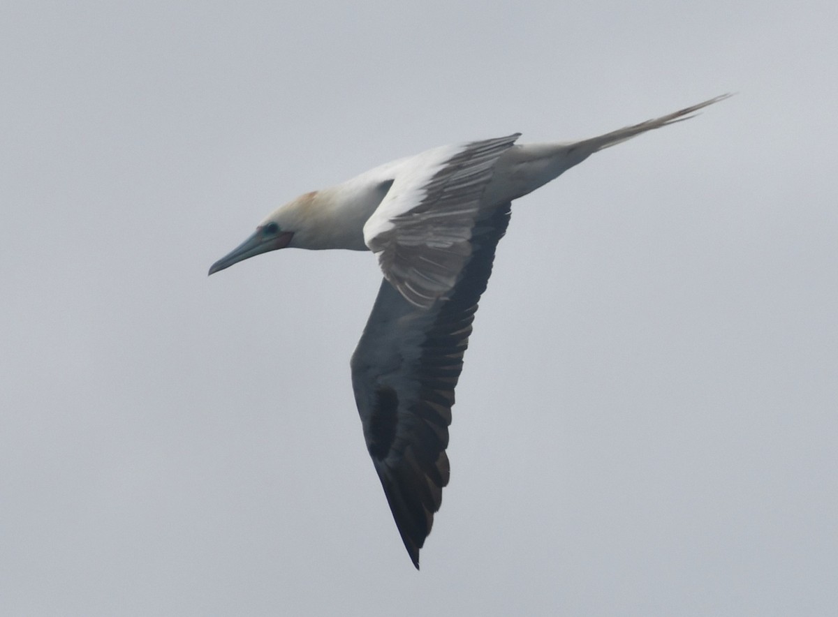 Red-footed Booby - ML636883214