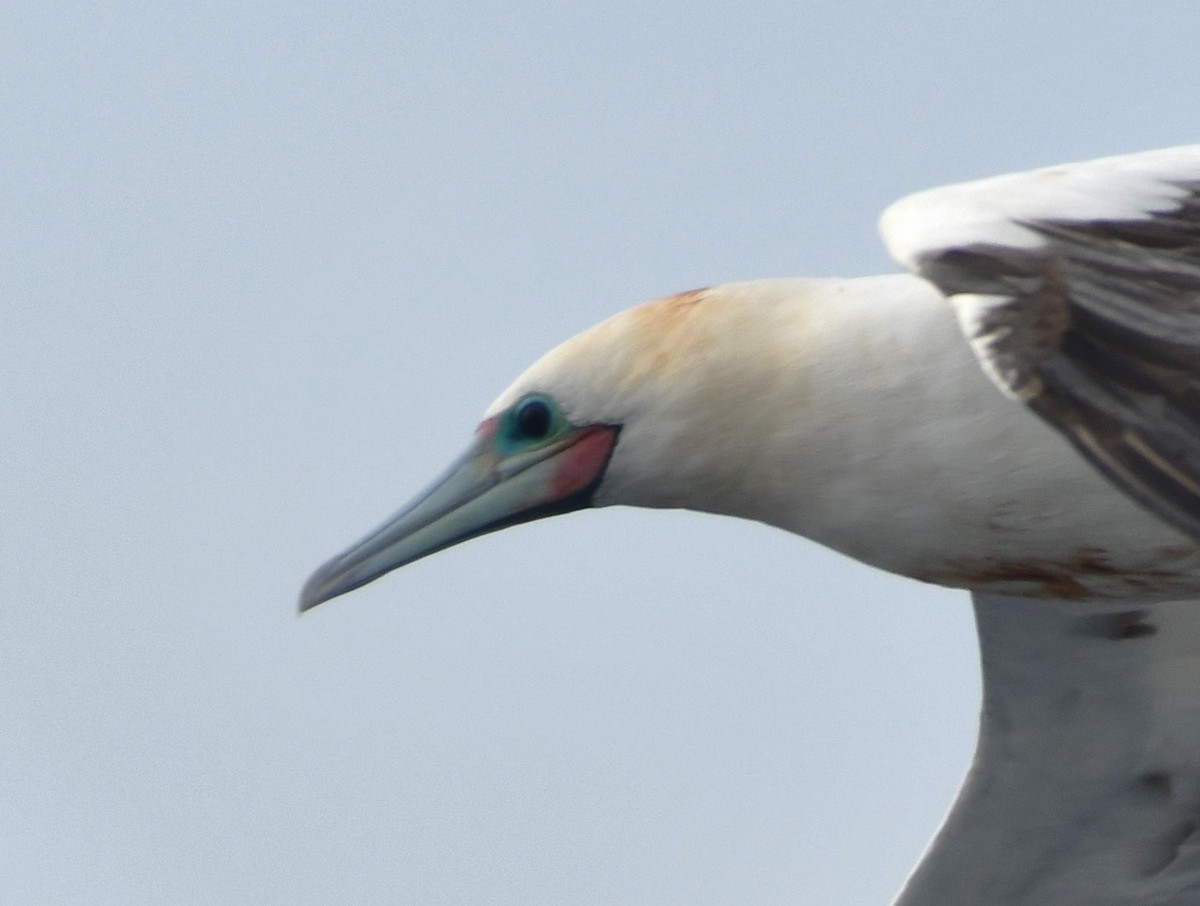 Red-footed Booby - ML636883215