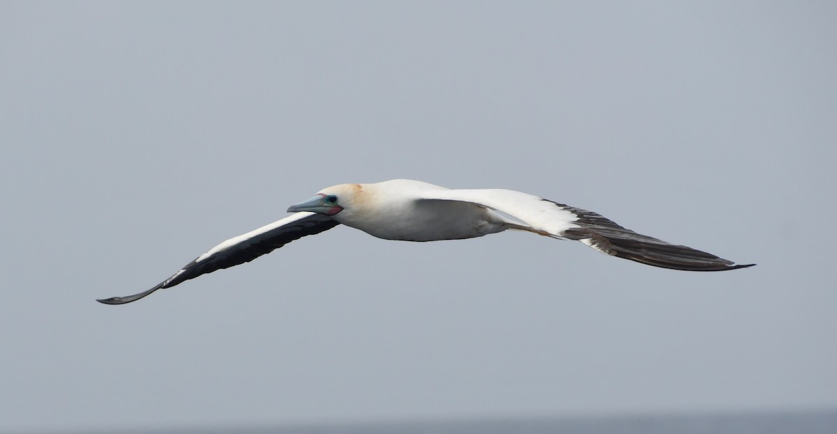 Red-footed Booby - ML636883216