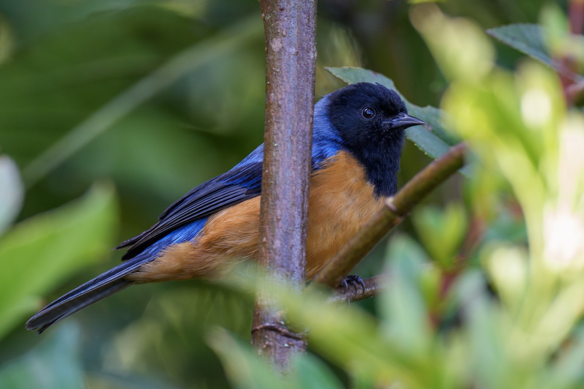 Blue-backed Conebill - ML636883223