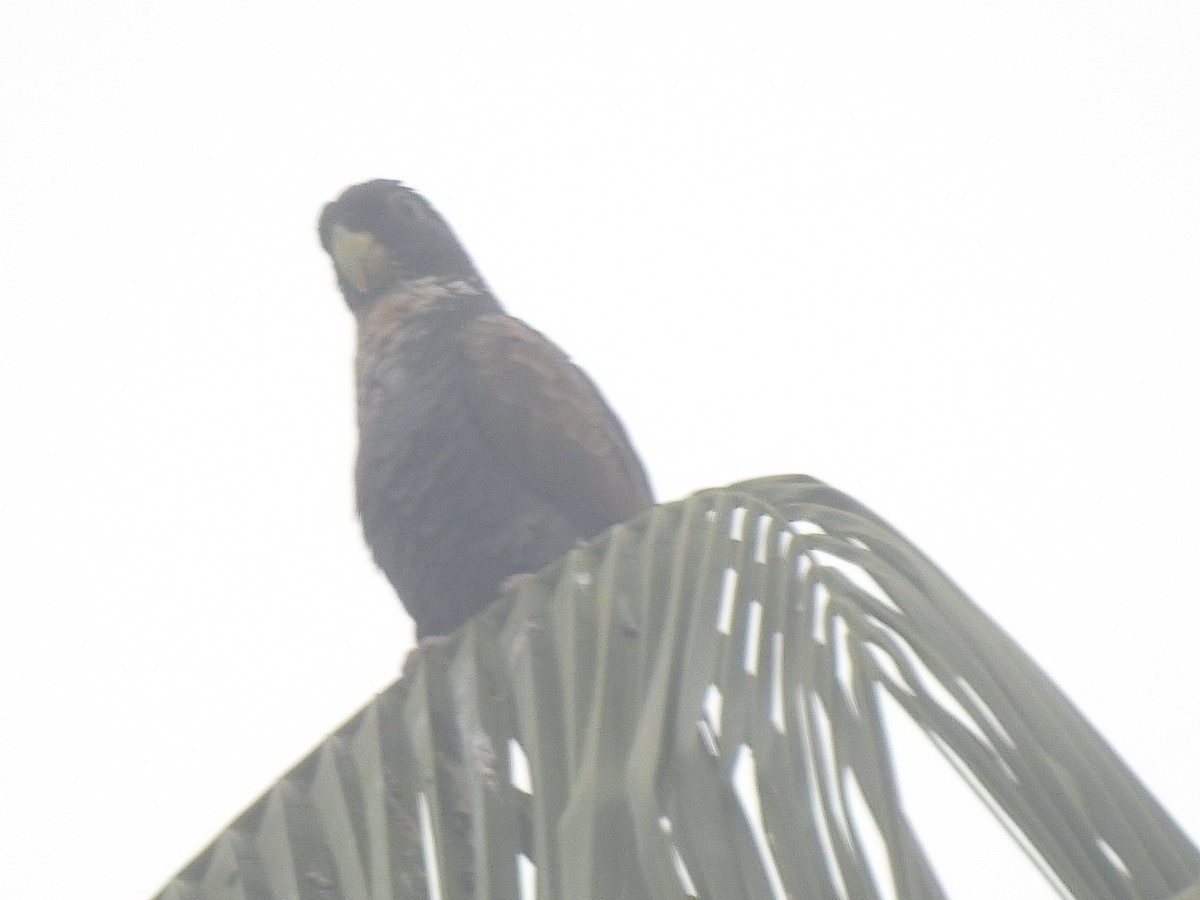 Bronze-winged Parrot - ML636883331