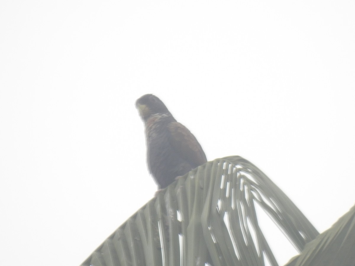 Bronze-winged Parrot - ML636883332