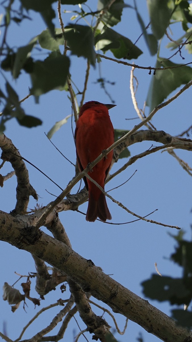 piranga ohnivá - ML636883374