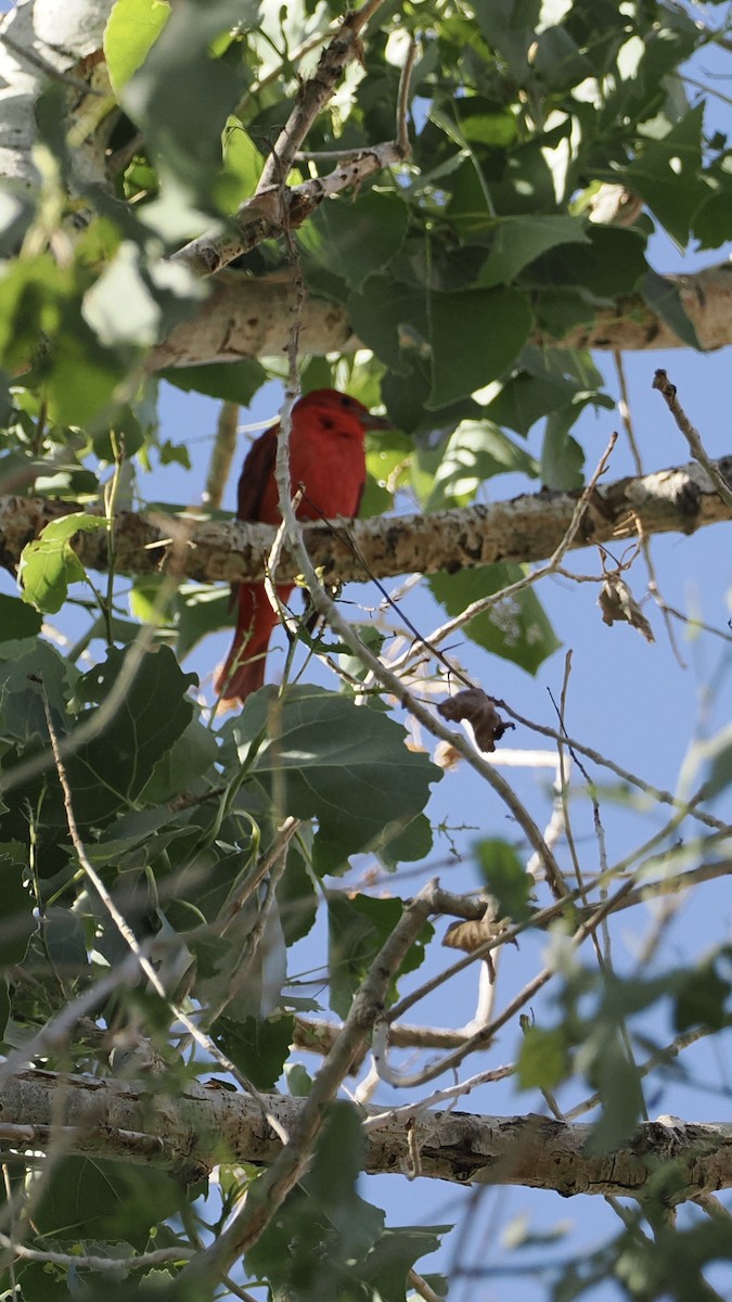 piranga ohnivá - ML636883376