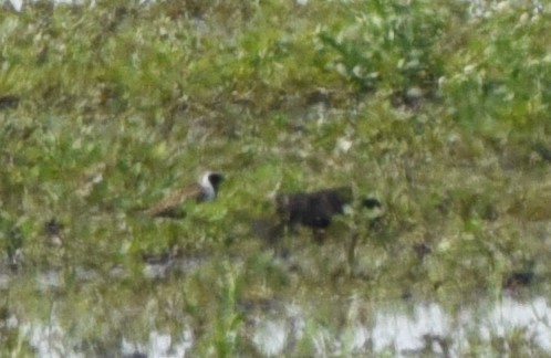 American Golden-Plover - ML636883409
