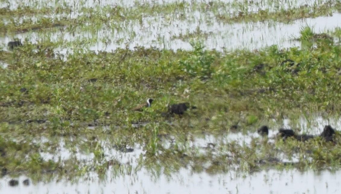American Golden-Plover - ML636883410
