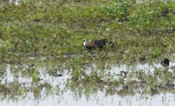 American Golden-Plover - ML636883411