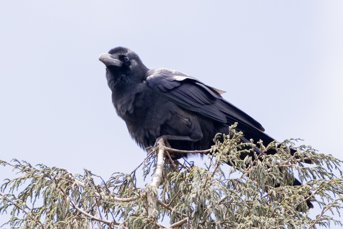 Large-billed Crow - ML636883480