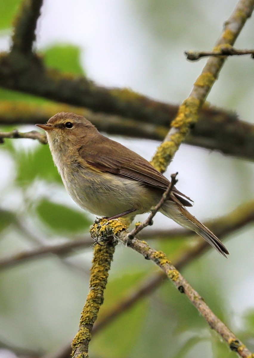 Common Chiffchaff - ML636883582