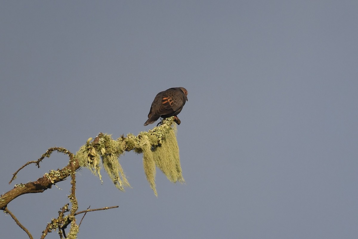 Dusky Turtle-Dove - ML636883726
