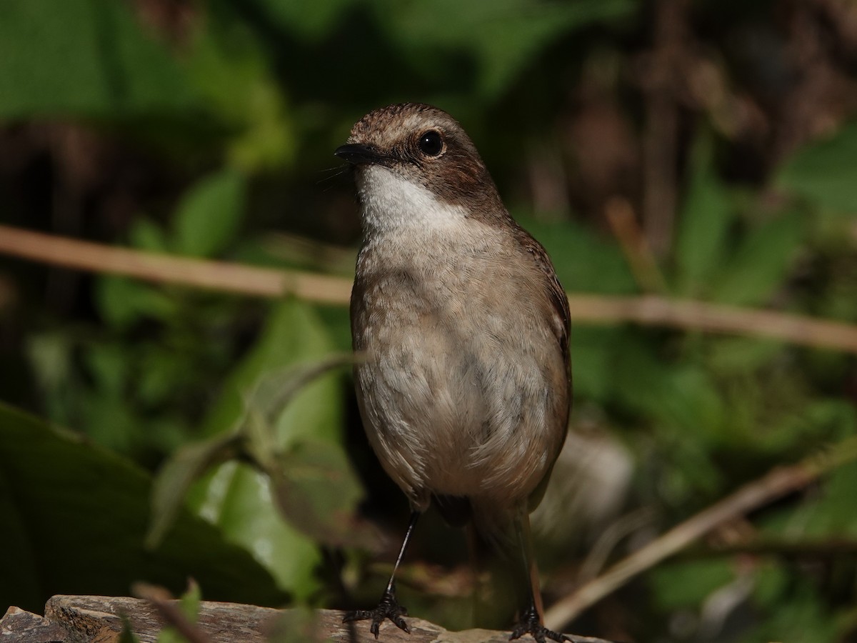Gray Bushchat - ML636883747